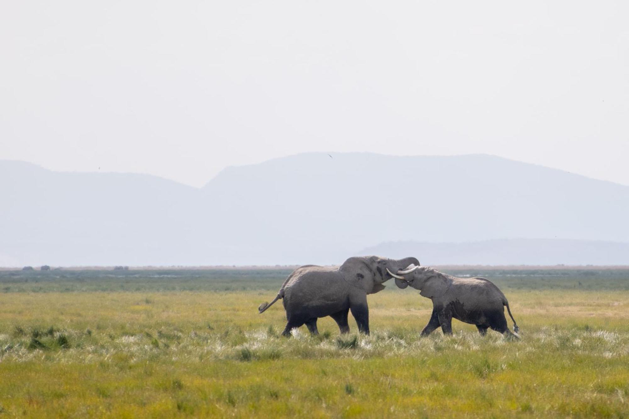 Little Amanya Camp Hotel Amboseli Bagian luar foto
